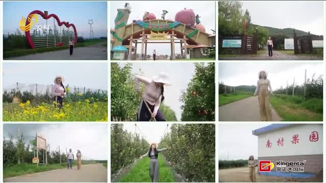 【蘋果姐打卡百家蘋果園】“倒傘形”樹形：助力蘋果早豐產(chǎn)