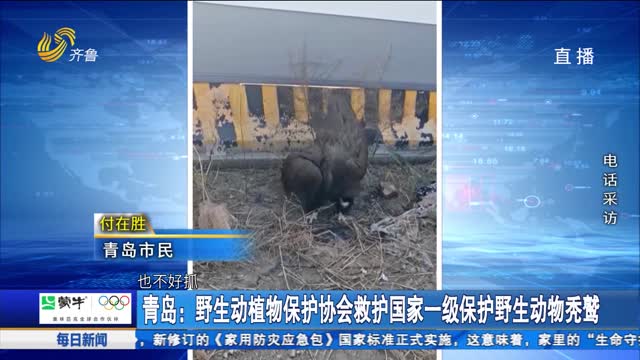 【点赞山东人】青岛:野生动植物保护协会救护国家一级保护野生动物秃鹫
