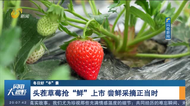 【冬日好“丰”景】头茬草莓抢“鲜”上市 尝鲜采摘正当时