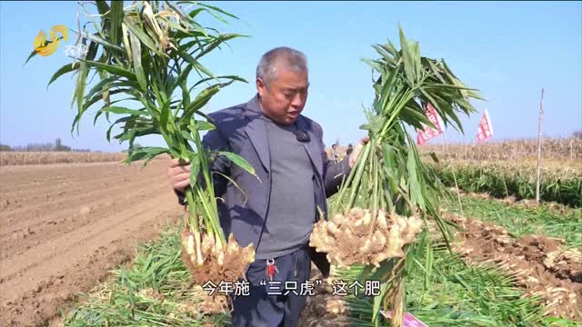 大姜一畝增產(chǎn)3500斤 人人都夸長得“胖”