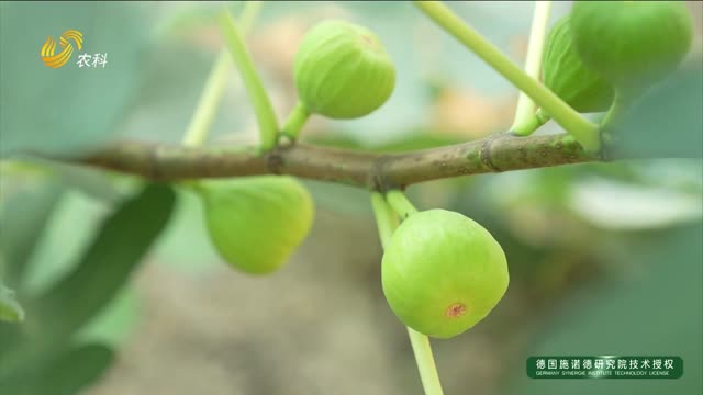 不干“高管”去種地 王淑芬不走尋常路