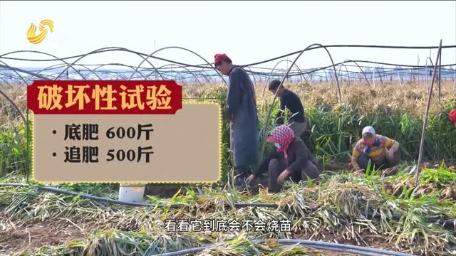 “三只虎”破壞性試驗結(jié)果揭曉 600斤做底肥 安全不燒苗