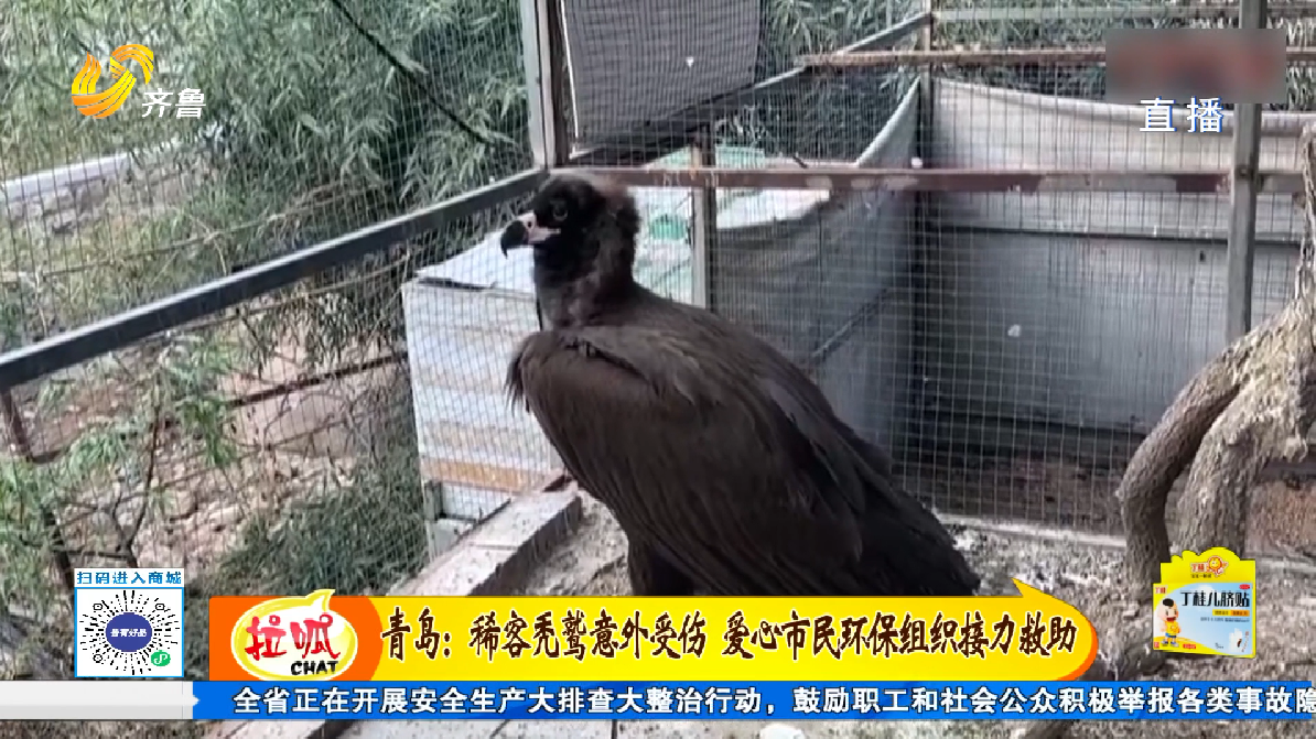 青岛:稀客秃鹫意外受伤 爱心市民环保组织接力救助