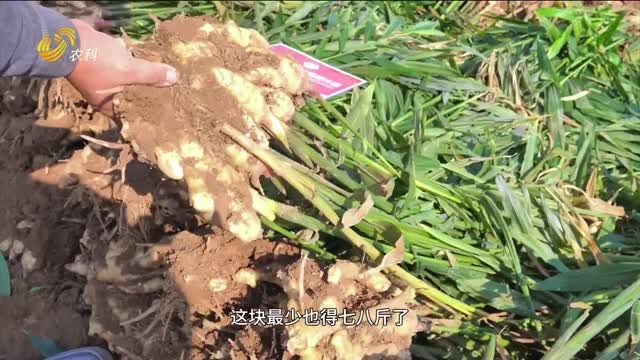 大姜一畝增產(chǎn)3500斤 人人都夸長得“胖”