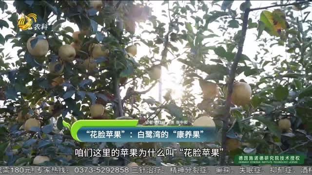 【蘋果姐打卡百家蘋果園】“花臉蘋果”：白鷺灣的“康養(yǎng)果”