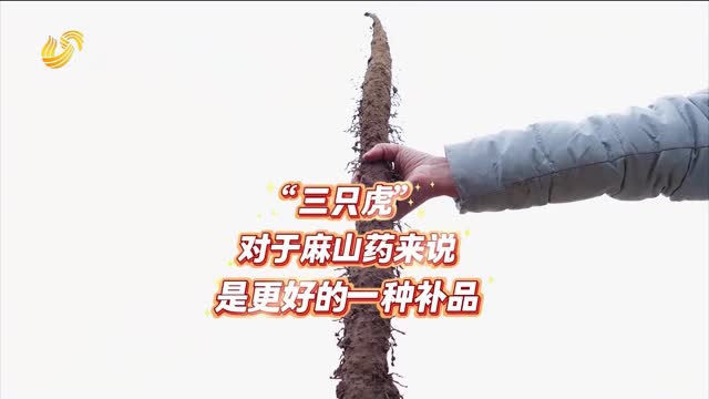 【“三只虎” 大肥力】麻山藥的好“補品”