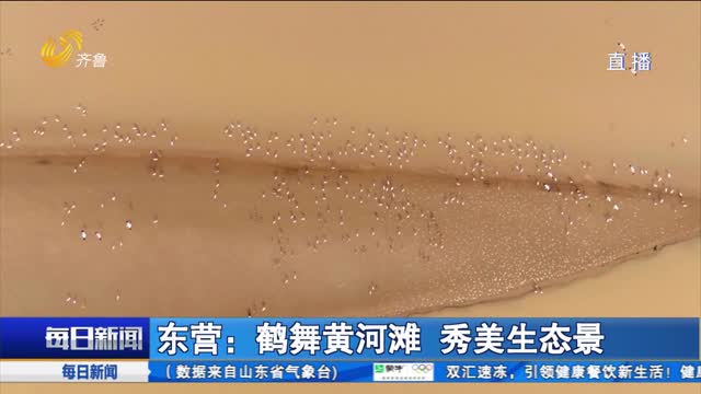 东营：鹤舞黄河滩 秀美生态景