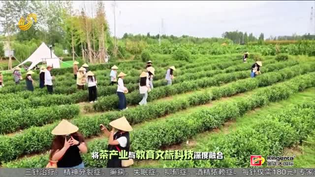 【片區(qū)化推進鄉(xiāng)村振興的山東實踐】滕州“龍湖月色”片區(qū)：十村聯(lián)建吃上“文旅飯”