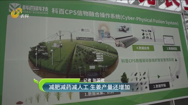 減肥減藥減人工 生姜產(chǎn)量還增加