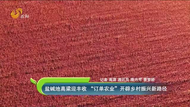 鹽堿地高粱迎豐收 “訂單農(nóng)業(yè)”開辟鄉(xiāng)村振興新路徑