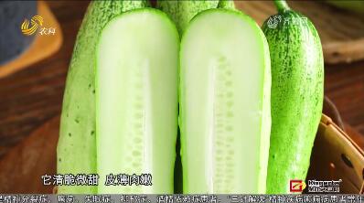 北緯37度的饋贈 海陽白玉黃瓜