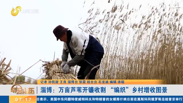 淄博：万亩芦苇开镰收割 “编织”乡村增收图景