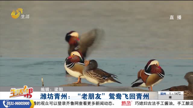 潍坊青州：“老朋友”鸳鸯飞回青州