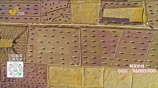 20251206《中国原产递》：五常大米