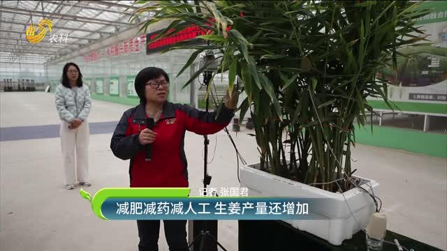 減肥減藥減人工 生姜產量還增加