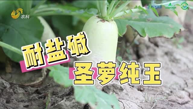 耐鹽堿的蘿卜新品種——圣蘿純玉