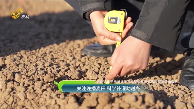 關注晚播麥田 科學補灌助越冬