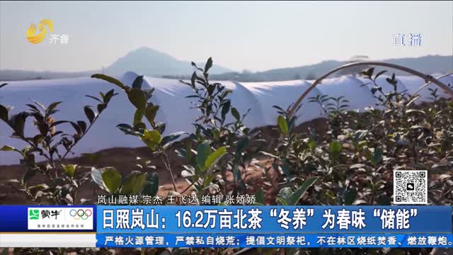日照岚山：16.2万亩北茶“冬养”为春味“储能”