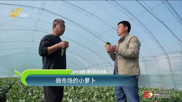 俏市場(chǎng)的小蘿卜