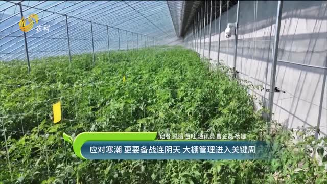 應(yīng)對寒潮 更要備戰(zhàn)連陰天 大棚管理進(jìn)入關(guān)鍵周