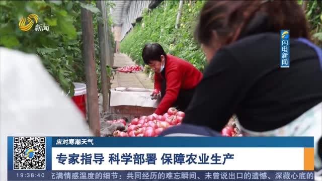 【应对寒潮天气】专家指导 科学部署 保障农业生产