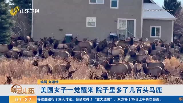 美国女子一觉醒来 院子里多了几百头马鹿