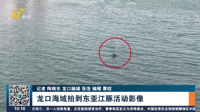 龙口海域拍到东亚江豚活动影像