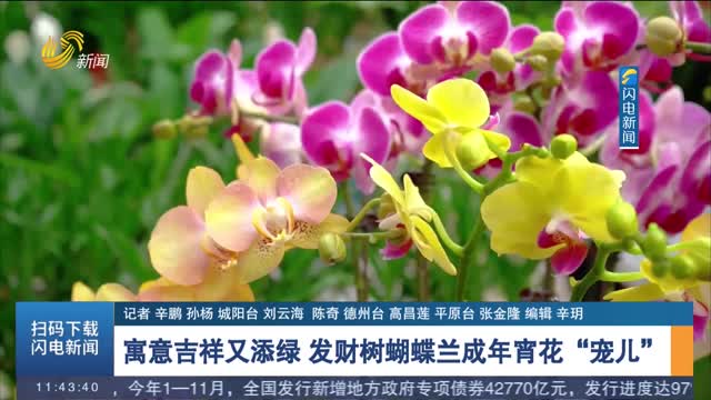 寓意吉祥又添绿 发财树蝴蝶兰成年宵花“宠儿”