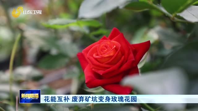 花能互补 废弃矿坑变身玫瑰花园