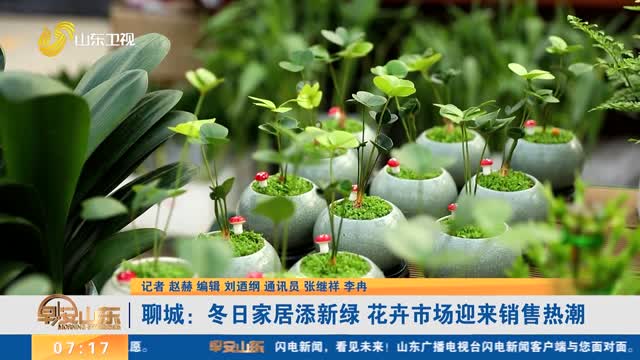 聊城：冬日家居添新绿 花卉市场迎来销售热潮