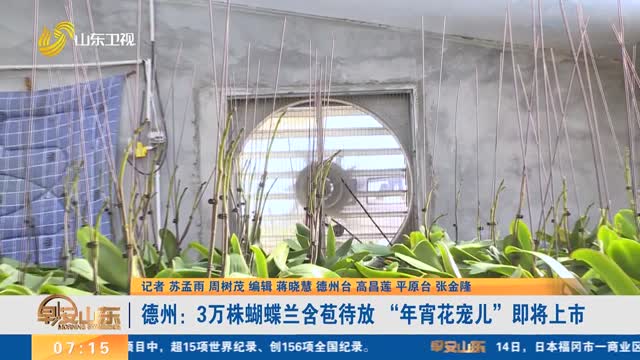 德州：3万株蝴蝶兰含苞待放 “年宵花宠儿”即将上市