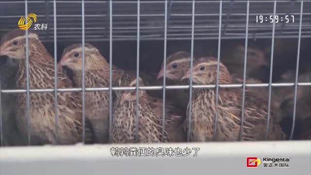 鵪鶉“孵”出致富路