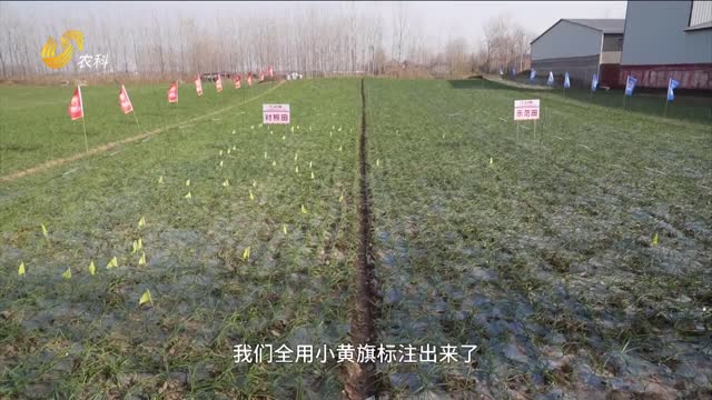 【中國抗鹽生根挑戰賽】江蘇邳州：破局鹽漬化 老蒜田煥新生