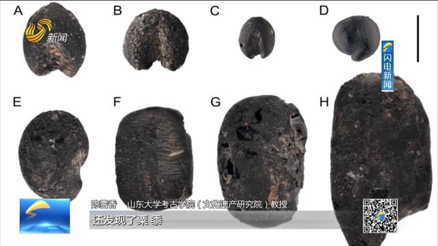山东发现距今9000年前国内最早小豆遗存