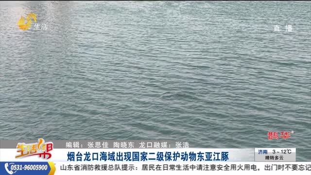 烟台龙口海域出现国家二级保护动物东亚江豚