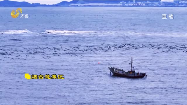 【大美齐鲁】蓬莱：冬意浓时 千雁翔集