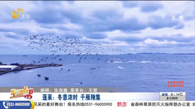 蓬莱：冬意浓时 千雁翔集