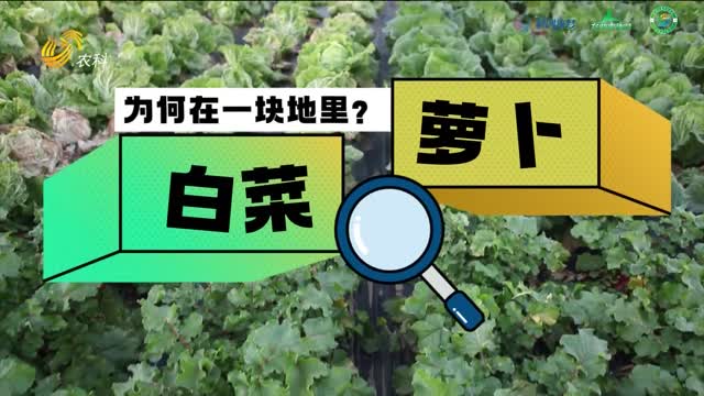 白菜地里的蘿卜