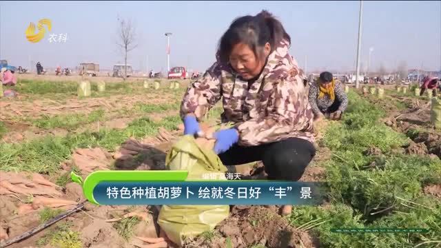 特色種植胡蘿卜 繪就冬日好“豐”景