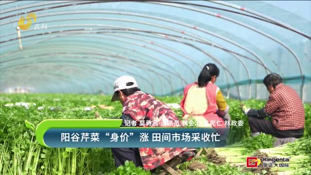 陽谷芹菜“身價(jià)”漲 田間市場采收忙