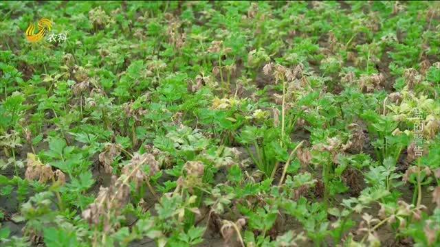 鹽的警告——中國土壤鹽漬化調(diào)查