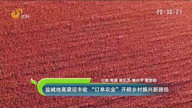 鹽堿地高粱迎豐收 “訂單農(nóng)業(yè)”開辟鄉(xiāng)村振興新路徑