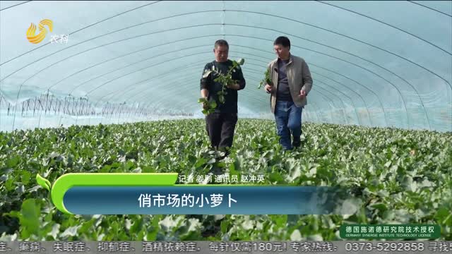 俏市場的小蘿卜