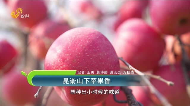 昆崳山下蘋(píng)果香