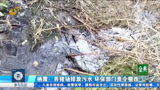 棲霞：養豬場排放汙水 環保部門責令整改