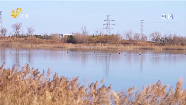 东营：白骨顶鸡逐游冬日水面 彰显湿地城市生态之美