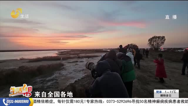 东营：“观鸟经济”激发冬季文旅消费新活力