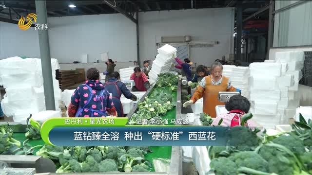 【史丹利·星光農(nóng)場(chǎng)】藍(lán)鉆臻全溶 種出“硬標(biāo)準(zhǔn)”西藍(lán)花