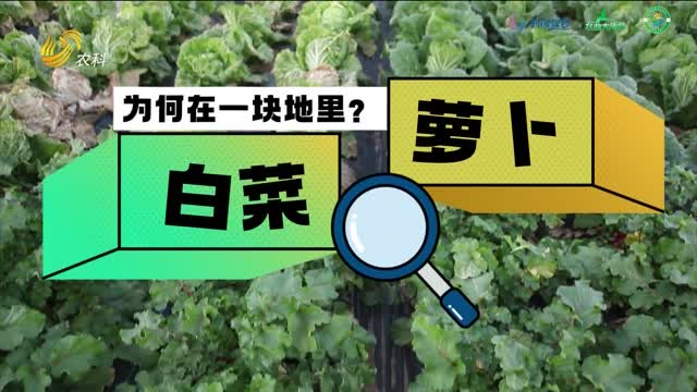 白菜地里的蘿卜