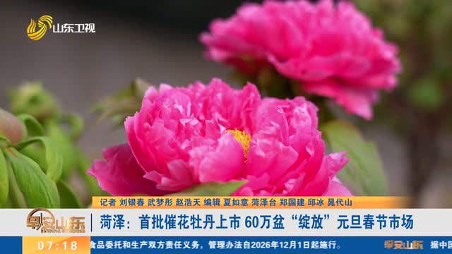 【节前看消费】菏泽：首批催花牡丹上市 60万盆“绽放”元旦春节市场